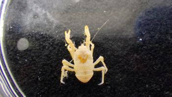 Media type: image; Invertebrate Zoology 153333   Description: live specimen;